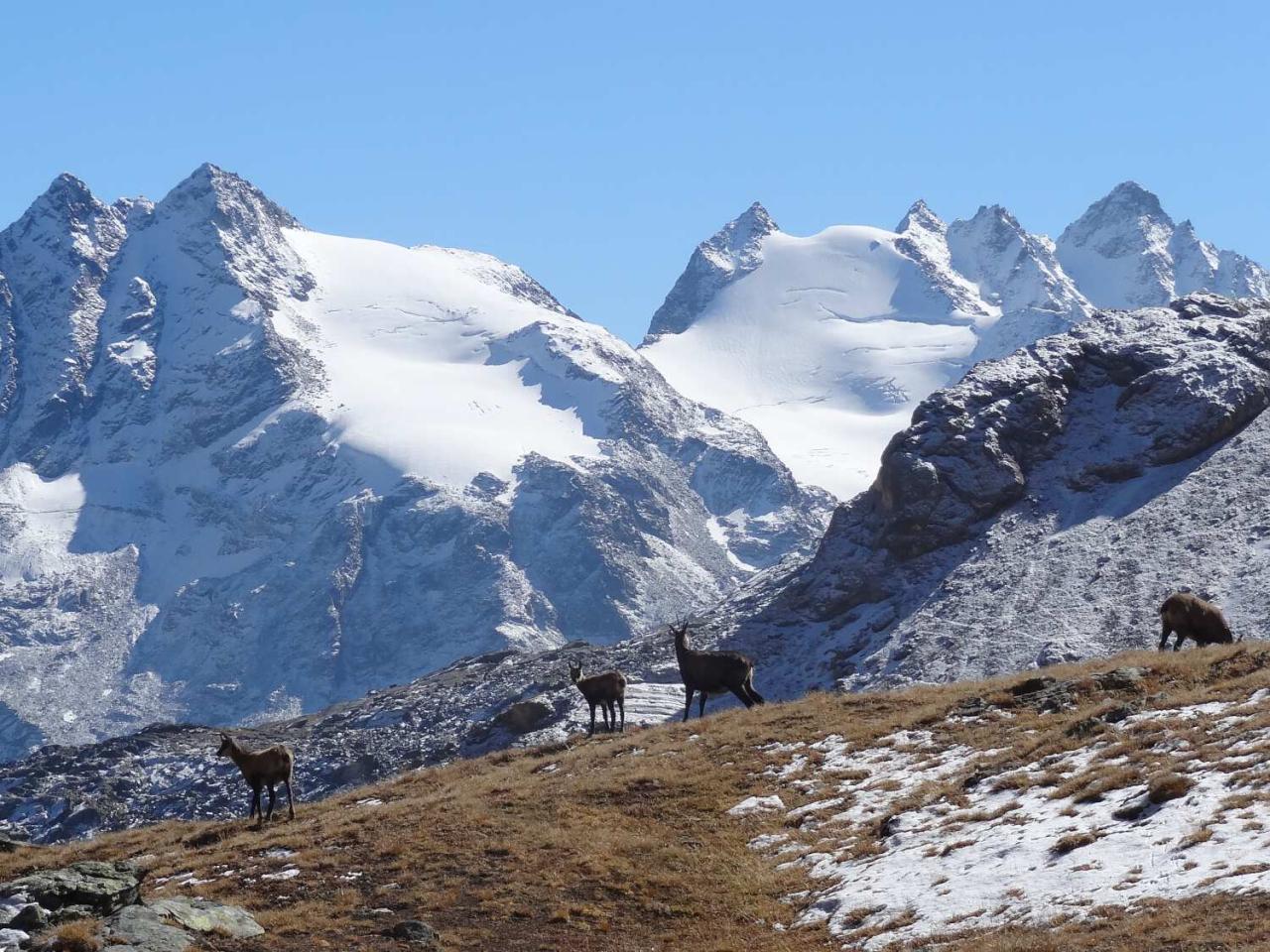 Grand Paradiso Hiking Tour