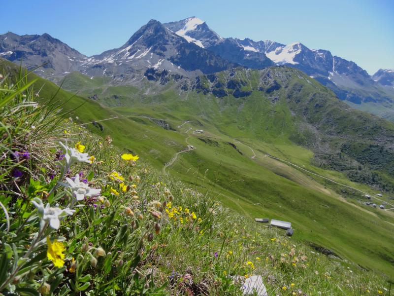 Édelweiss près du Parc de la Vanoise au Arcs en Savoie dans les Alpes avec Esprit Montagne